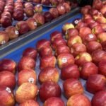 أيام دافئة وليالٍ باردة ضرورية لإنهاء المحصول