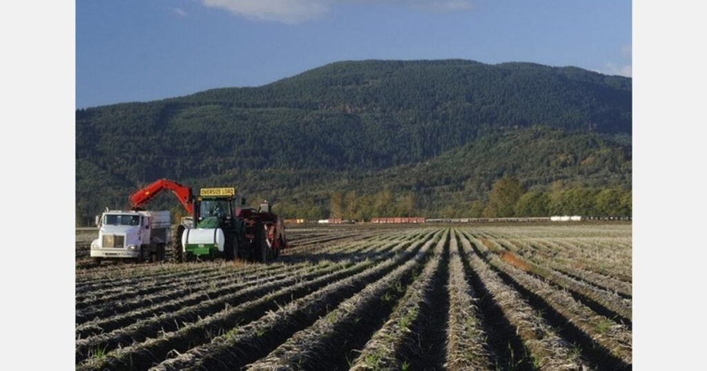 نهاية مبكرة بعض الشيء لبطاطس واشنطن