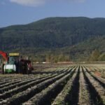 نهاية مبكرة بعض الشيء لبطاطس واشنطن