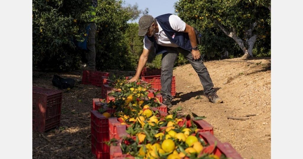 تقرير يؤكد طبيعة يوسفي XLO المبكرة والكبيرة والمنتجة