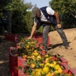 تقرير يؤكد طبيعة يوسفي XLO المبكرة والكبيرة والمنتجة