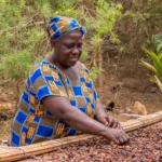 غانا تكشف عن نموذج تمويل جديد للكاكاو في إصلاحات شاملة للقطاع