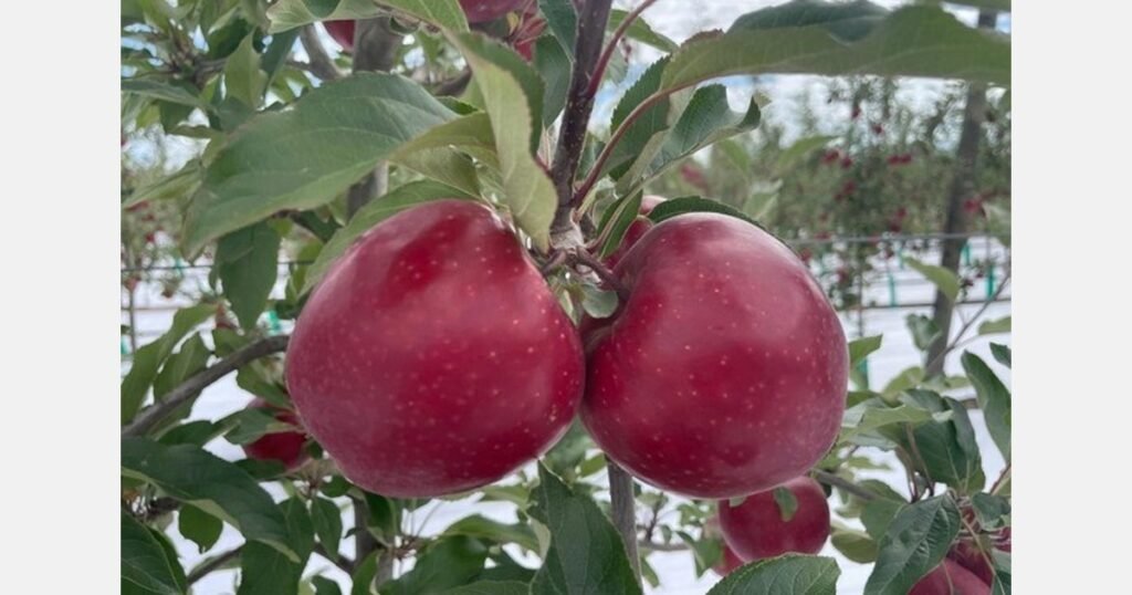 حصاد تفاح a1™: لون استثنائي وظروف مثالية