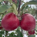 حصاد تفاح a1™: لون استثنائي وظروف مثالية