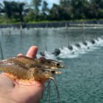 الطلب المرن يدعم أسعار المأكولات البحرية مع تضييق الإمدادات في أوائل عام 2026، وفقًا لتقرير رابوبانك