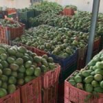 المغرب والمملكة المتحدة: الوجهات الجديدة لمانجو مالي بعد حظر الاتحاد الأوروبي