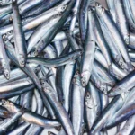 موسم بيرو القوي يرفع أسواق أعلاف الأسماك العالمية