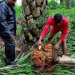 ارتفاع مرتقب في الطلب على زيت النخيل من الهند والصين