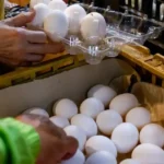 من ارتفاع أسعار البيض إلى الانهيار: المزارعون الأمريكيون في أزمة