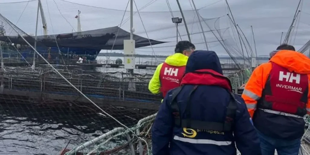 نفوق جماعي لسمك السلمون: خسارة 283 طنًا