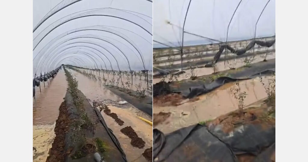 فيضانات المغرب تنهي موسم الفاكهة اللينة مبكراً