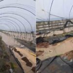 فيضانات المغرب تنهي موسم الفاكهة اللينة مبكراً