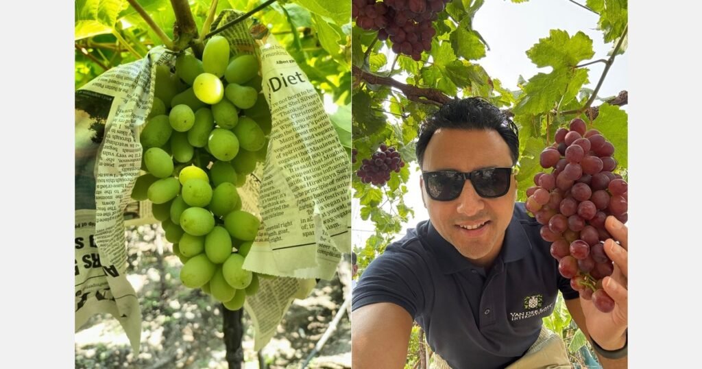 عنب جنوب أفريقيا يقلب الطاولة: المنافسة السعرية مع الهند