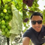 عنب جنوب أفريقيا يقلب الطاولة: المنافسة السعرية مع الهند