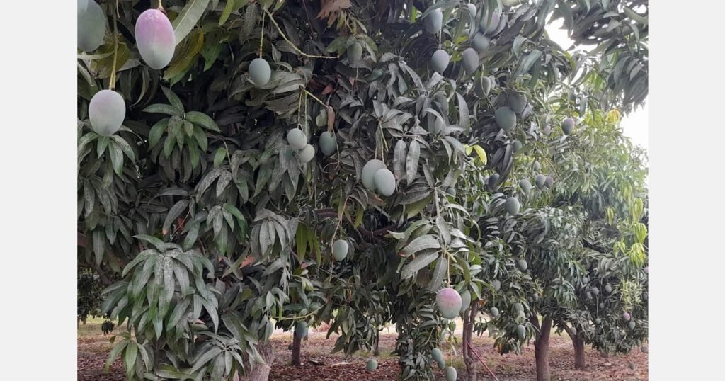 أسعار المانجو ترتفع بسبب نقص المعروض