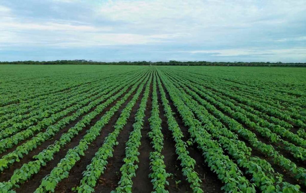 صفقة تجارية جديدة: الألبان الهندية تستفيد، ومزارعو فول الصويا في خطر