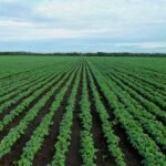 صفقة تجارية جديدة: الألبان الهندية تستفيد، ومزارعو فول الصويا في خطر