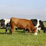 أرقام قياسية في إنتاج الحليب الأمريكي: هل يهدد نقص العجول البديلة المستقبل؟