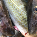 القد يعزز مكانته في مصايد الأسماك في جرينلاند