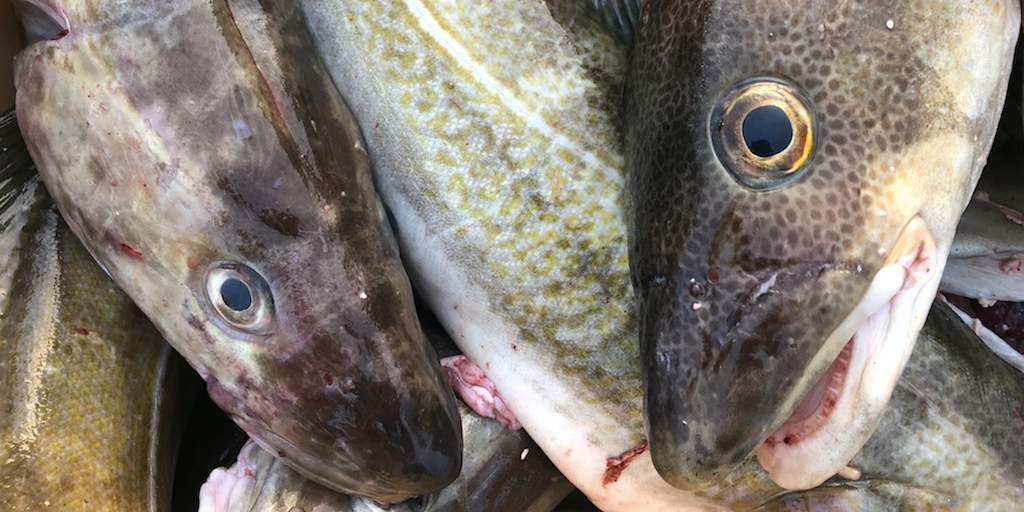 القد يعزز مكانته في مصايد الأسماك في جرينلاند