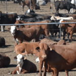 تراجع في أعداد الأبقار الأمريكية قيد التسمين