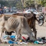 نفايات مصانع الجعة تغذي الأبقار: ناقوس خطر على صناعة الألبان