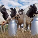 أزمة في إنتاج الحليب الأوكراني: انخفاض محتمل بنسبة 20٪