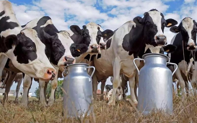 أزمة في إنتاج الحليب الأوكراني: انخفاض محتمل بنسبة 20٪