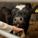 ووتشونغ الصينية توسع قدرة الألبان بمجمع معالجة جديد