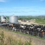 حث مزارعي الألبان على فحص أنظمة التبريد في المزرعة