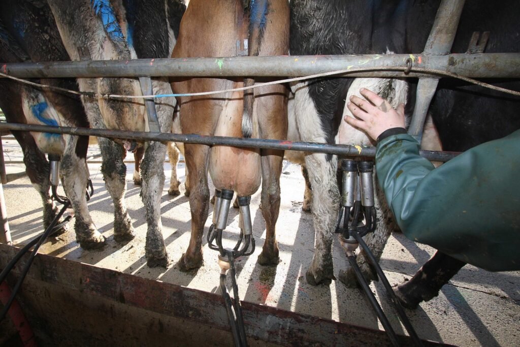 سوق عمل الألبان مستقر: المزارعون يتطلعون إلى الموسم الجديد في 2026