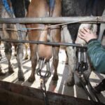 سوق عمل الألبان مستقر: المزارعون يتطلعون إلى الموسم الجديد في 2026