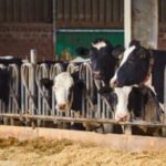 Heritage Foods: نمو قوي في الإيرادات بنسبة 8% على الرغم من تحديات قطاع الألبان