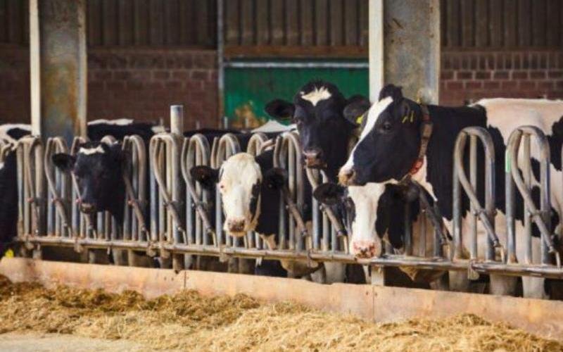 Heritage Foods: نمو قوي في الإيرادات بنسبة 8% على الرغم من تحديات قطاع الألبان