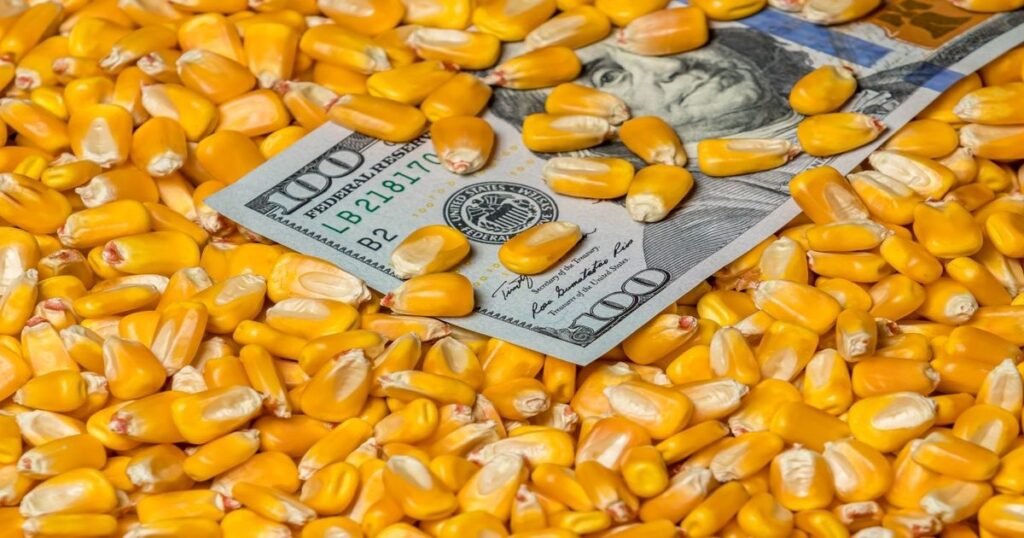 ارتفاع أسعار الذرة في أوكرانيا: هل يحد الطلب التركي من المكاسب؟