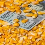 ارتفاع أسعار الذرة في أوكرانيا: هل يحد الطلب التركي من المكاسب؟