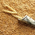 المزارعون الأمريكيون يترددون في البيع: مخزونات الذرة والقمح في ارتفاع