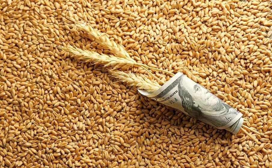 المزارعون الأمريكيون يترددون في البيع: مخزونات الذرة والقمح في ارتفاع