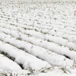 تحذير: رياح عاتية وثلوج وأمطار تضرب مناطق زراعية مغربية