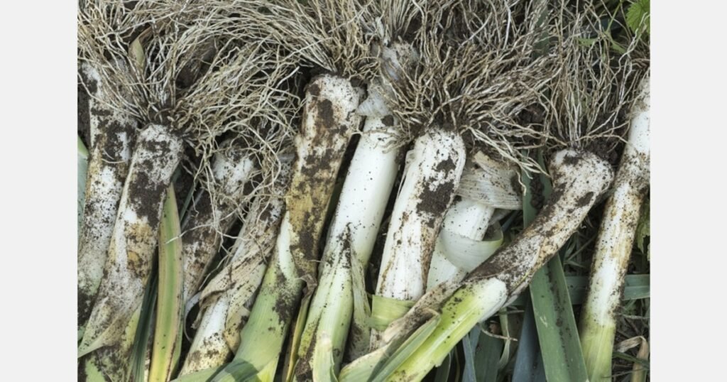 سوق معقد في نهاية عام 2025 للكراث الفرنسي