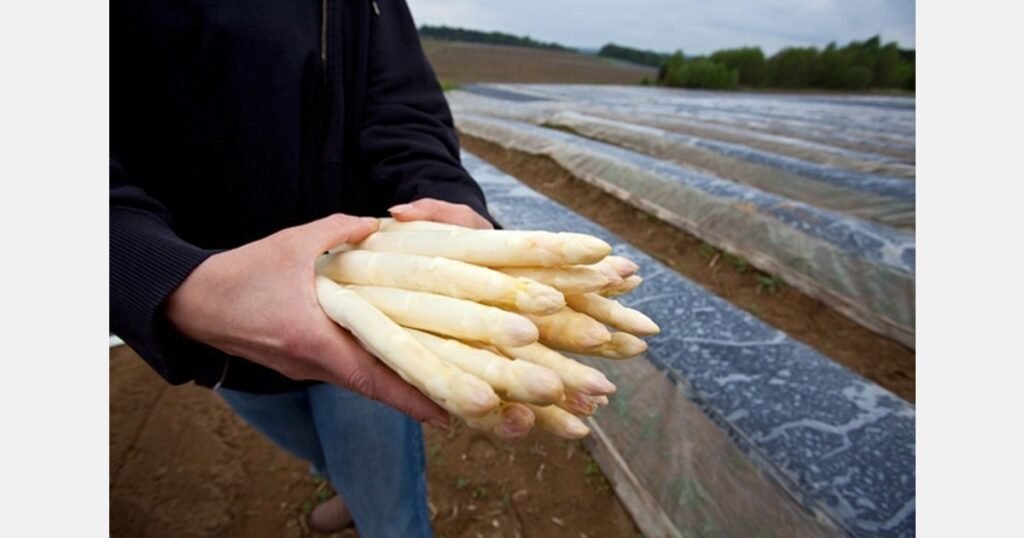 ما هو تأثير العواصف والبرد على موسم الهليون؟