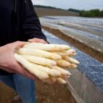 ما هو تأثير العواصف والبرد على موسم الهليون؟