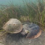 NOAA ترفض حماية سرطان حدوة الحصان: هل هو في خطر؟