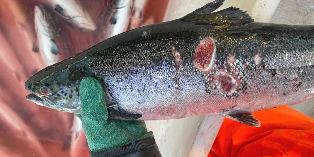 انخفاض حصة النرويج من سمك السلمون المتدني إلى أدنى مستوى له منذ 4 سنوات