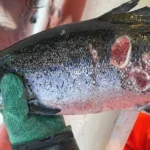 انخفاض حصة النرويج من سمك السلمون المتدني إلى أدنى مستوى له منذ 4 سنوات