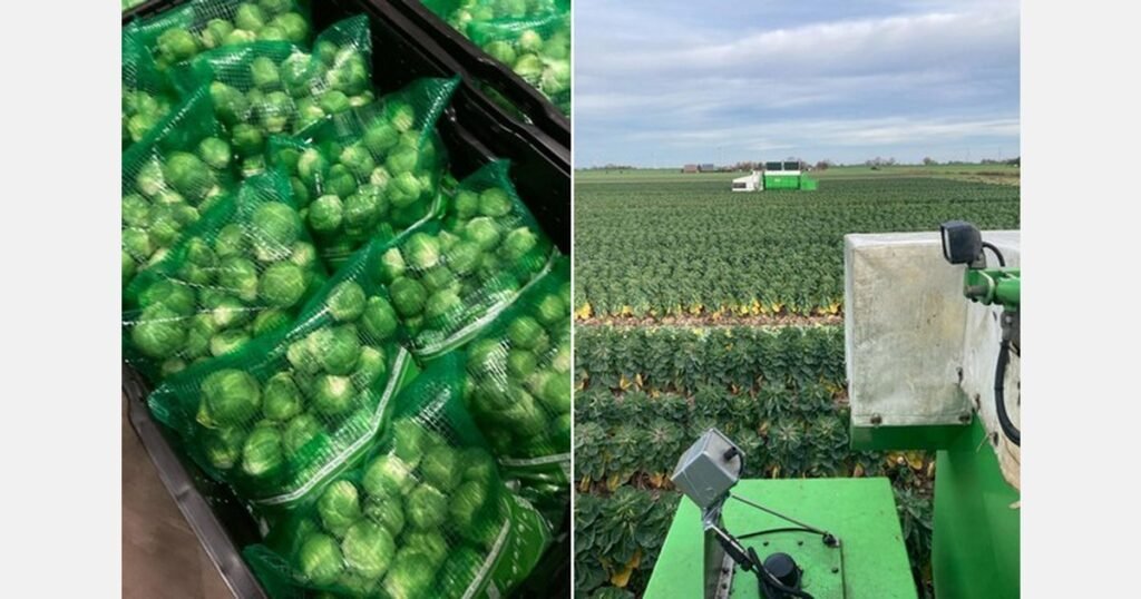 أسعار براعم بروكسل تحت ضغط كبير طوال الموسم