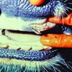 أزمة الحمى القلاعية تضرب قطاع الألبان في جنوب أفريقيا: خسائر فادحة