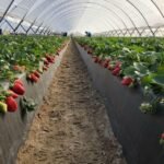 أزمة توت في إسبانيا: سوء الأحوال الجوية يقلص الإمدادات