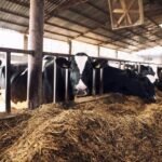 أراوكا تطلق خطة طموحة لتعزيز الإنتاج الزراعي والحيواني