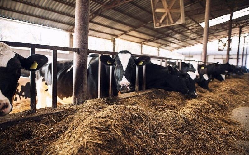 أراوكا تطلق خطة طموحة لتعزيز الإنتاج الزراعي والحيواني